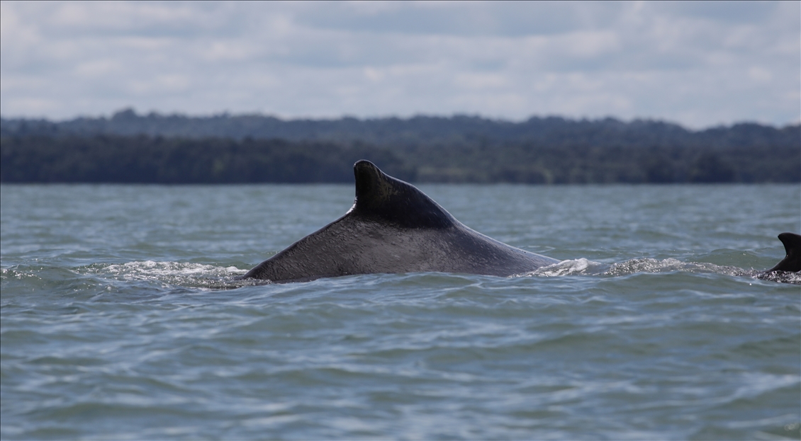 Kolombiya'da balina gözlemciliği