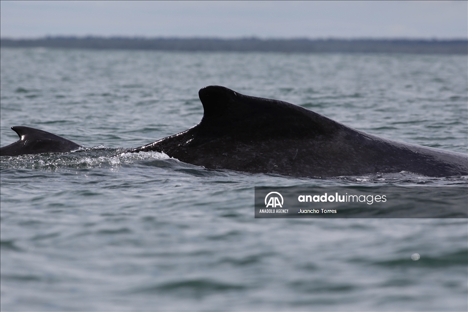 Naturaleza y avistamiento de ballenas en Buenaventura, Colombia