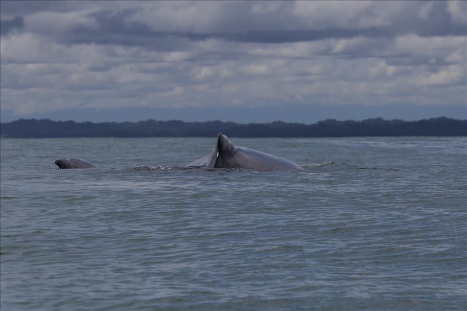 Kolombiya'da balina gözlemciliği