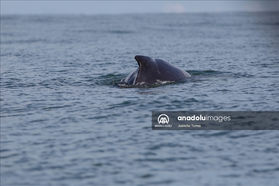 Naturaleza y avistamiento de ballenas en Buenaventura, Colombia