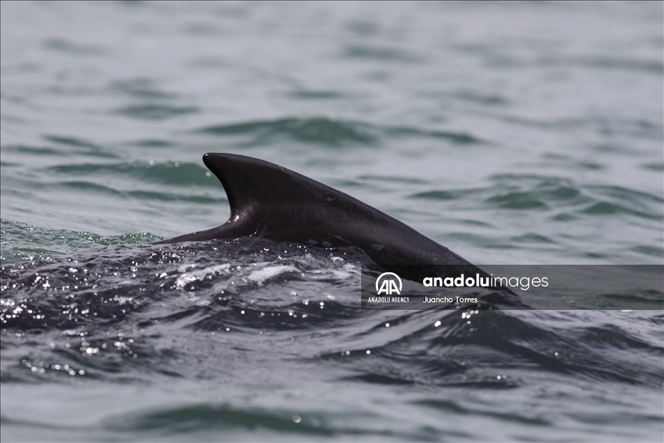 Naturaleza y avistamiento de ballenas en Buenaventura, Colombia
