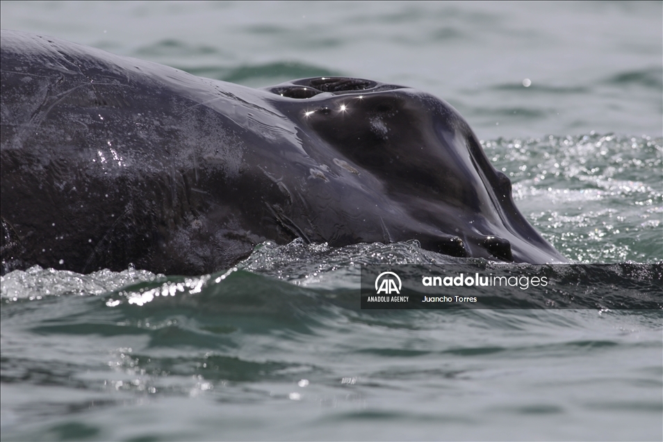 Naturaleza y avistamiento de ballenas en Buenaventura, Colombia