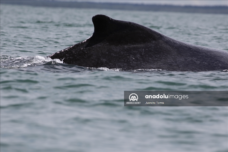 Naturaleza y avistamiento de ballenas en Buenaventura, Colombia