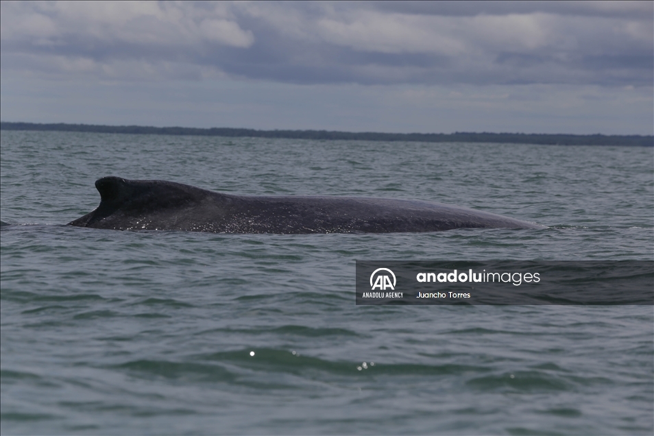 Naturaleza y avistamiento de ballenas en Buenaventura, Colombia