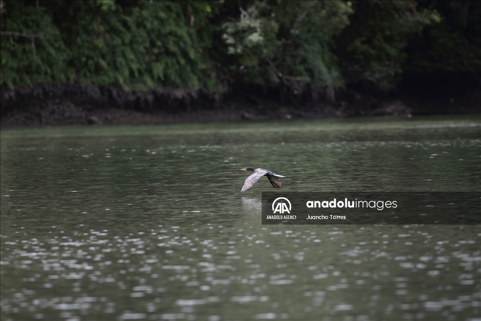 Naturaleza y avistamiento de ballenas en Buenaventura, Colombia