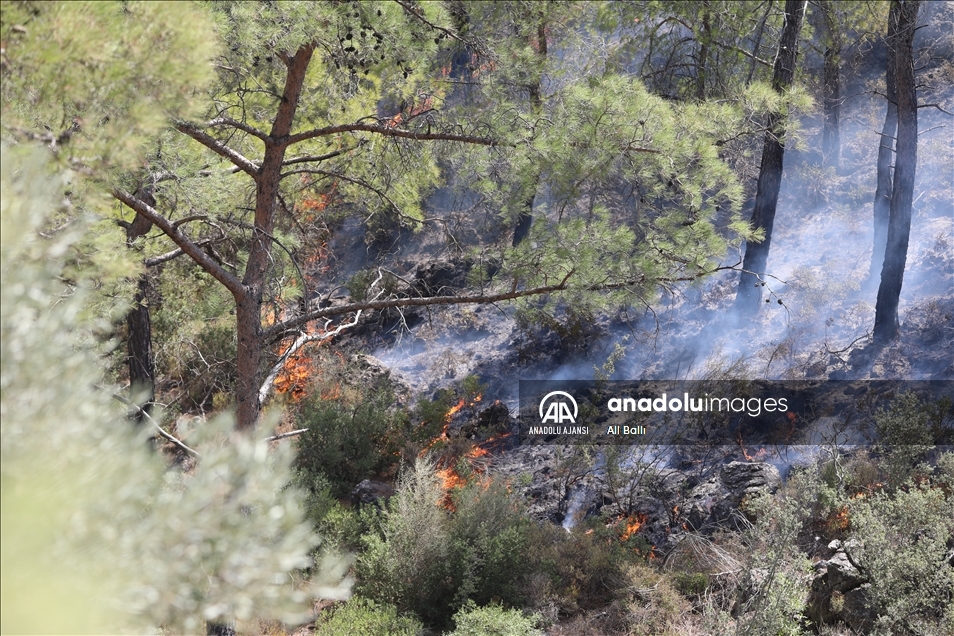 Bodrum'daki orman yangınını söndürmek için herkes seferber oldu