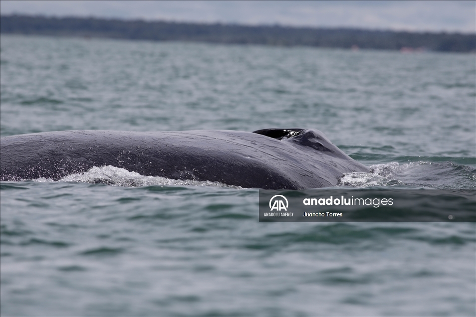 Naturaleza y avistamiento de ballenas en Buenaventura, Colombia