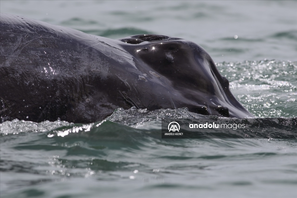 Naturaleza y avistamiento de ballenas en Buenaventura, Colombia