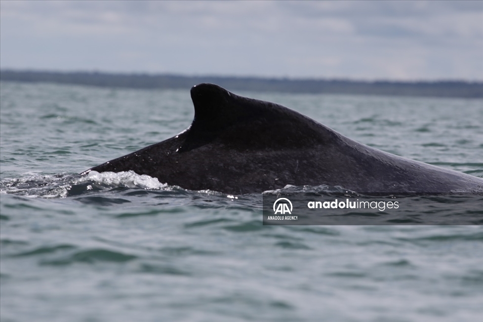 Naturaleza y avistamiento de ballenas en Buenaventura, Colombia