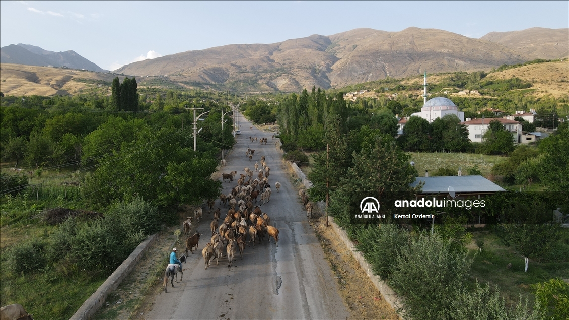 Erzincan'da yapılan "Ekolojik Üst Geçit" bölgedeki çiftçilerin ve hayvanların güvenli geçiş rotası oldu