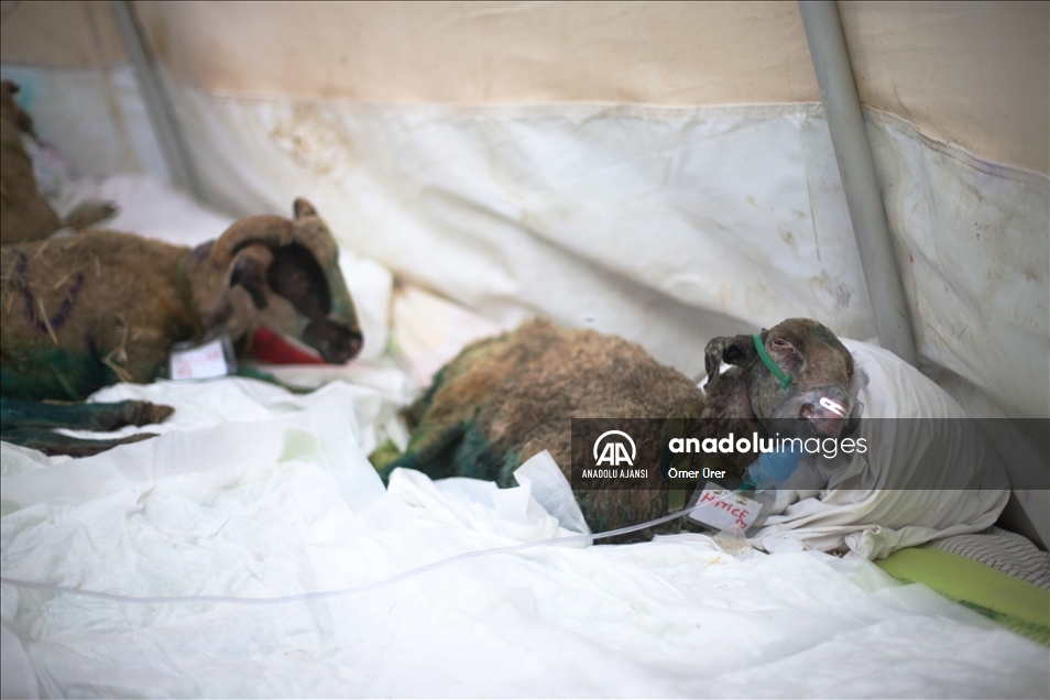 Orman yangınında yaralanan hayvanlar Sahra Hastanesinde sağlığına kavuşuyor