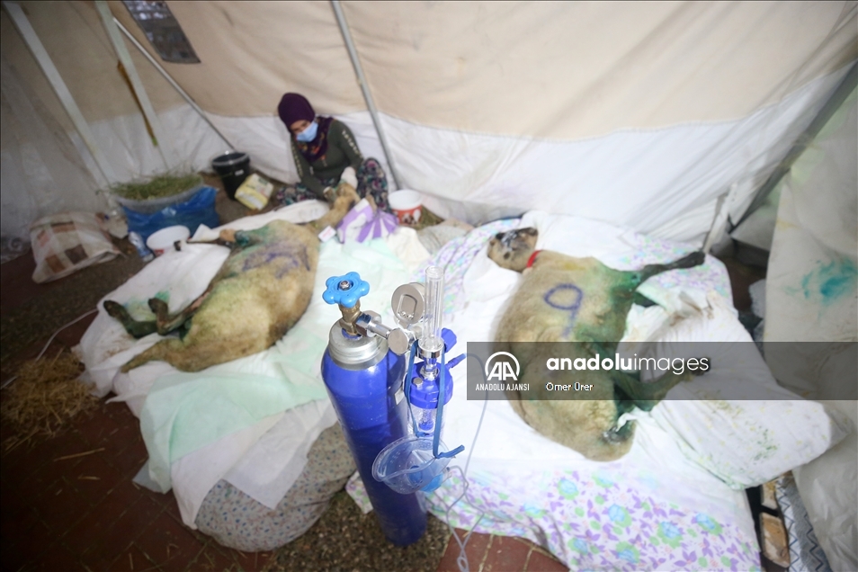Orman yangınında yaralanan hayvanlar Sahra Hastanesi'nde sağlığına kavuşuyor
