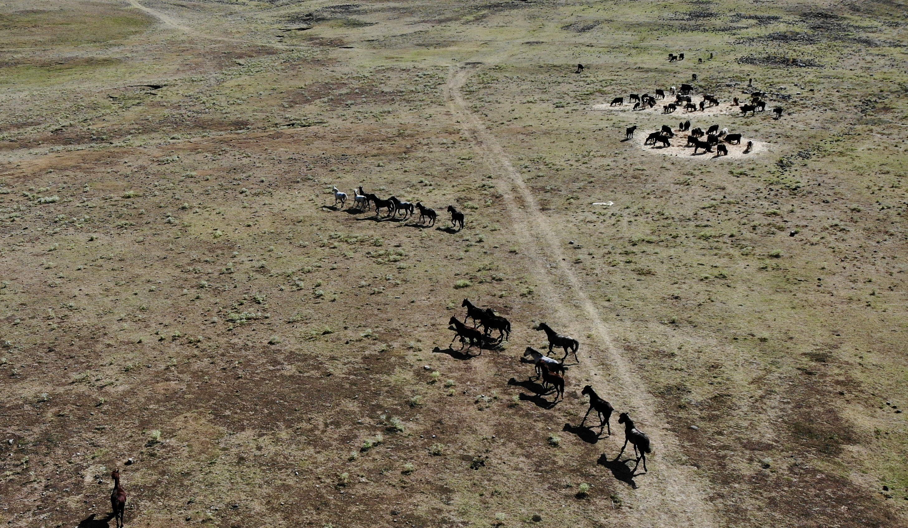 В Анталье прикармливают диких лошадей в зонах пожара