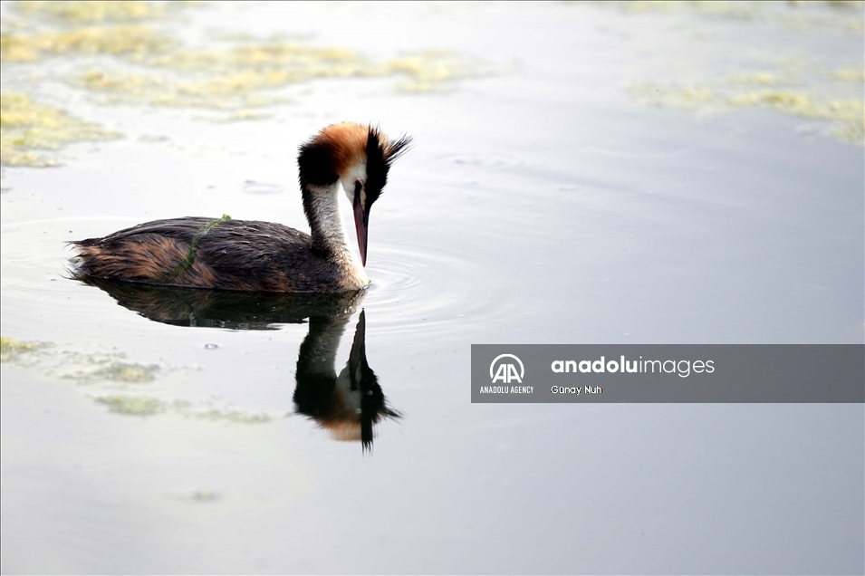 Le lac « Çildir »: paradis des oiseaux migrateurs dans l'est de la Turquie