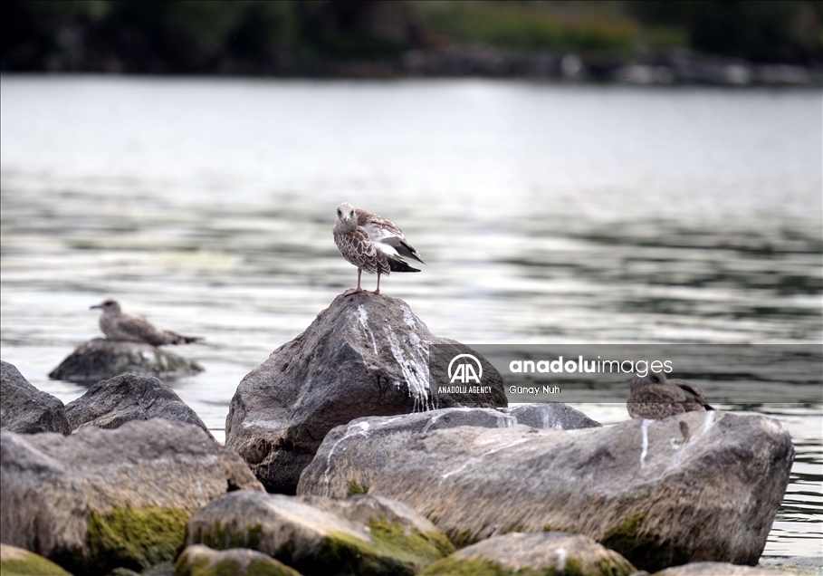 Le lac « Çildir »: paradis des oiseaux migrateurs dans l'est de la Turquie