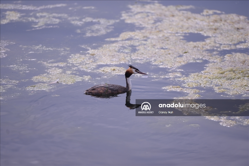Le lac « Çildir »: paradis des oiseaux migrateurs dans l'est de la Turquie