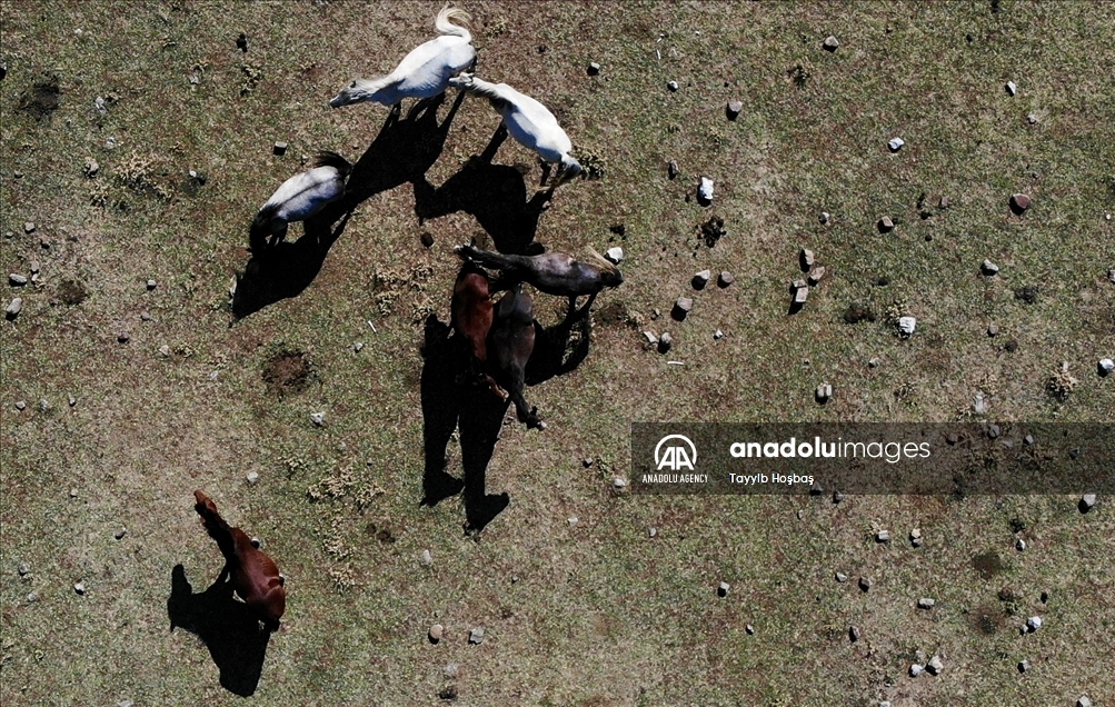 В Анталье прикармливают диких лошадей в зонах пожара