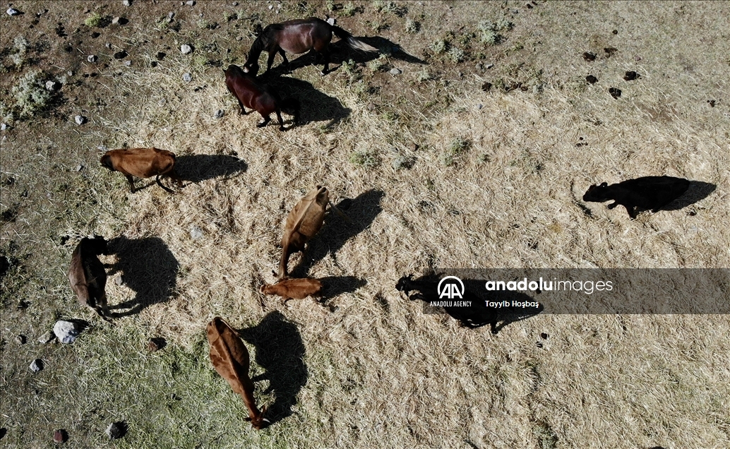 В Анталье прикармливают диких лошадей в зонах пожара