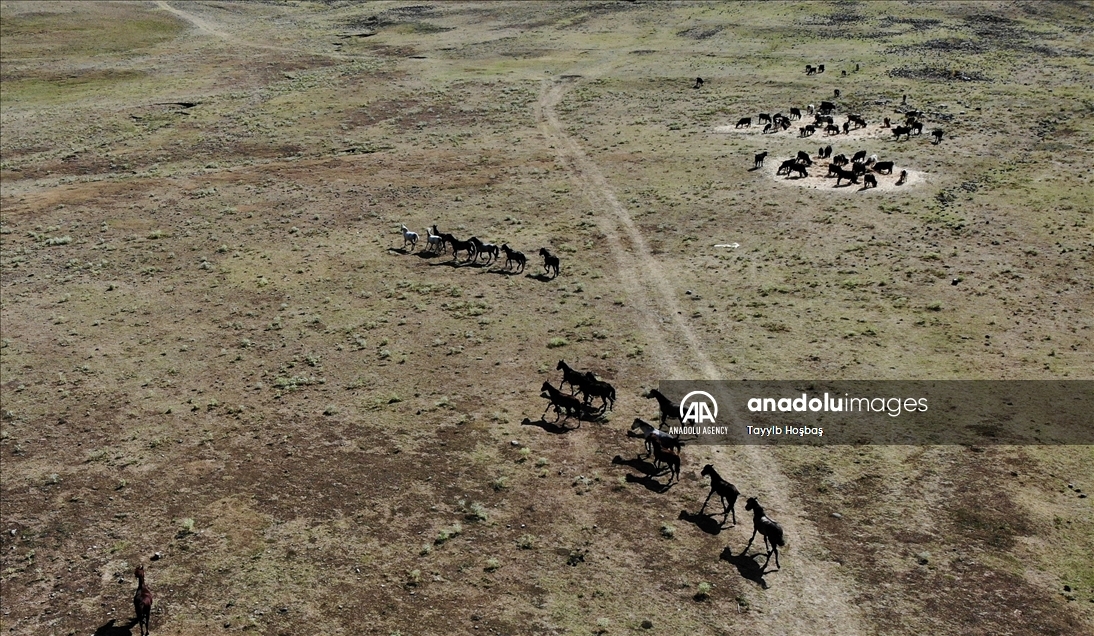 В Анталье прикармливают диких лошадей в зонах пожара