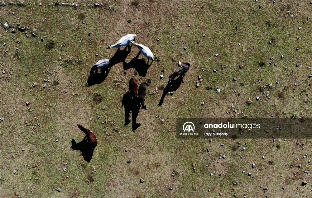 В Анталье прикармливают диких лошадей в зонах пожара