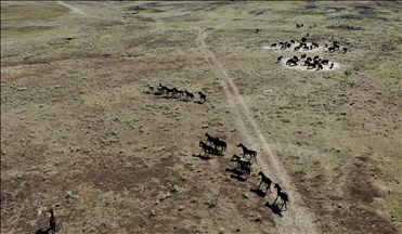 В Анталье прикармливают диких лошадей в зонах пожара