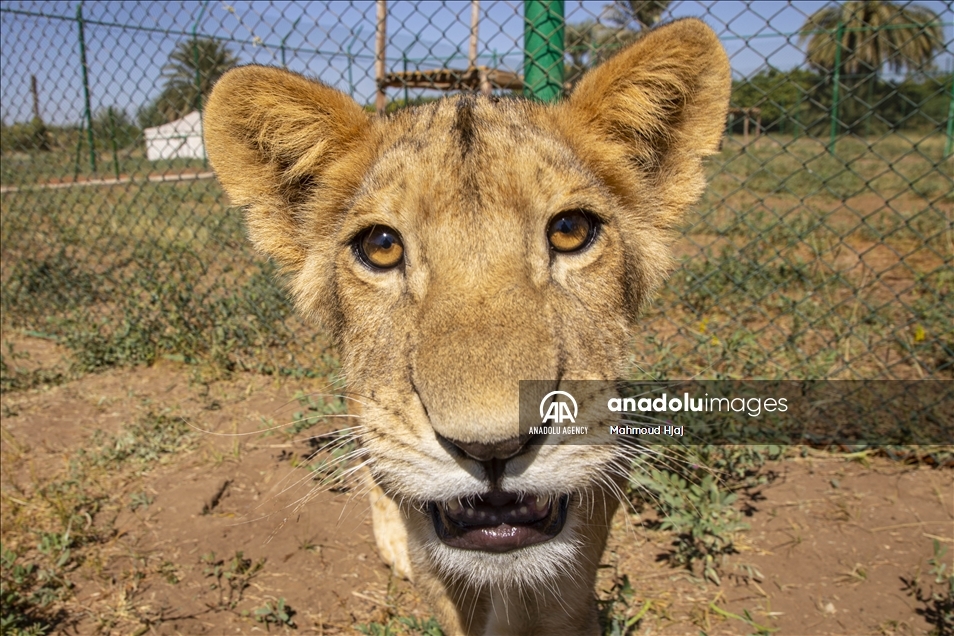 Organización advierte sobre el alarmante descenso en el número de leones salvajes africanos