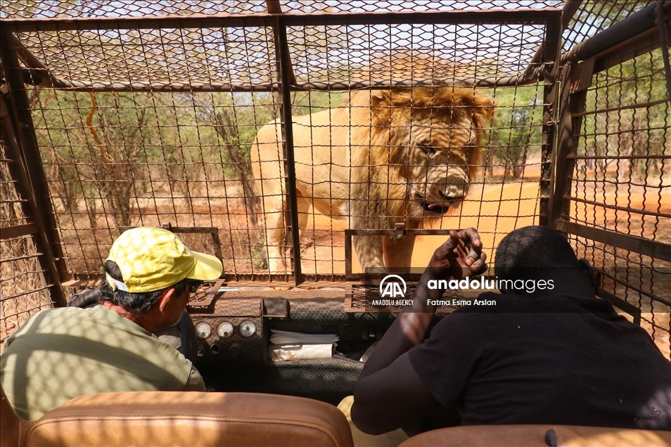Organización advierte sobre el alarmante descenso en el número de leones salvajes africanos