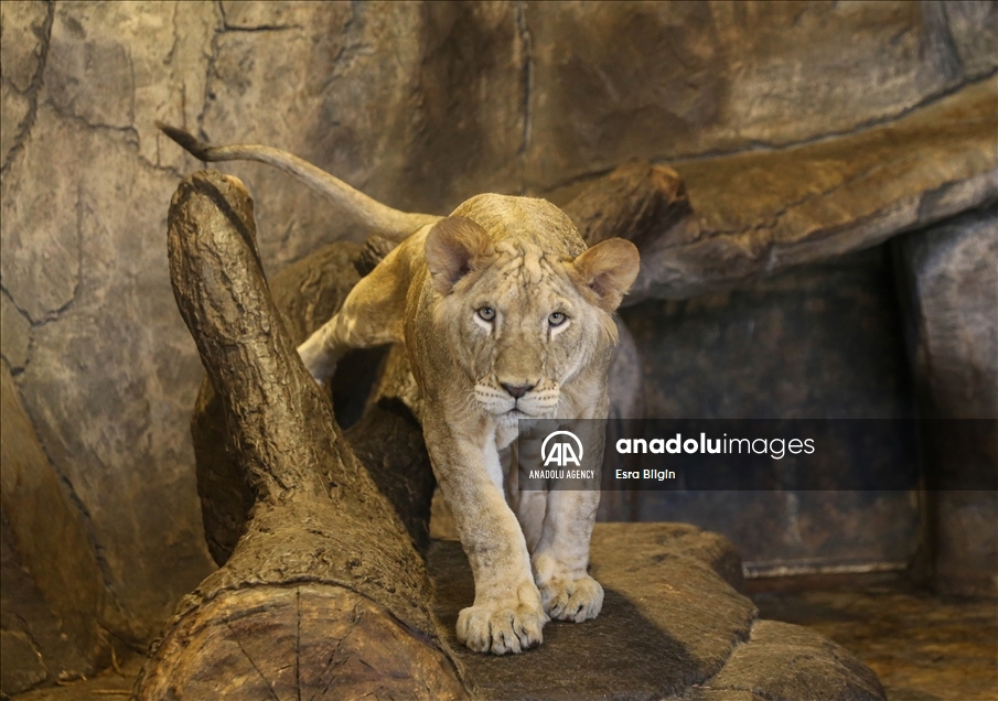 Organización advierte sobre el alarmante descenso en el número de leones salvajes africanos