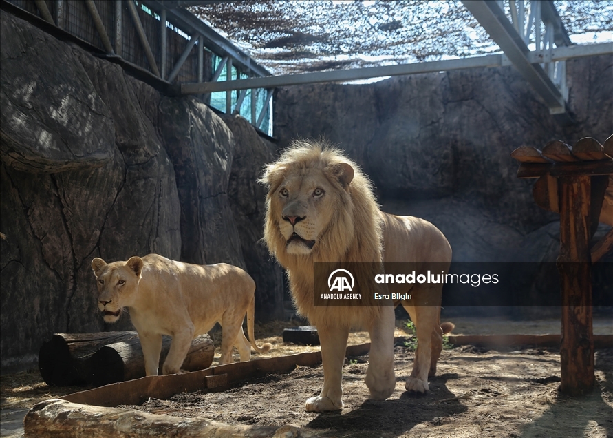 Organización advierte sobre el alarmante descenso en el número de leones  salvajes africanos - Anadolu Ajansı