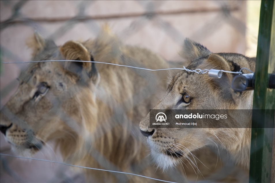 Organización advierte sobre el alarmante descenso en el número de leones salvajes africanos