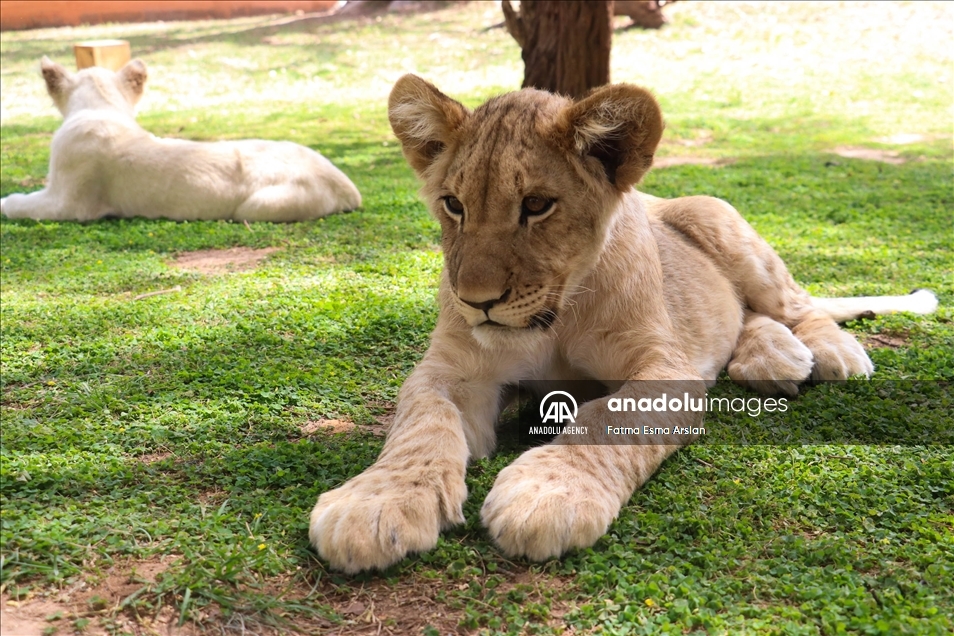 Organización advierte sobre el alarmante descenso en el número de leones salvajes africanos