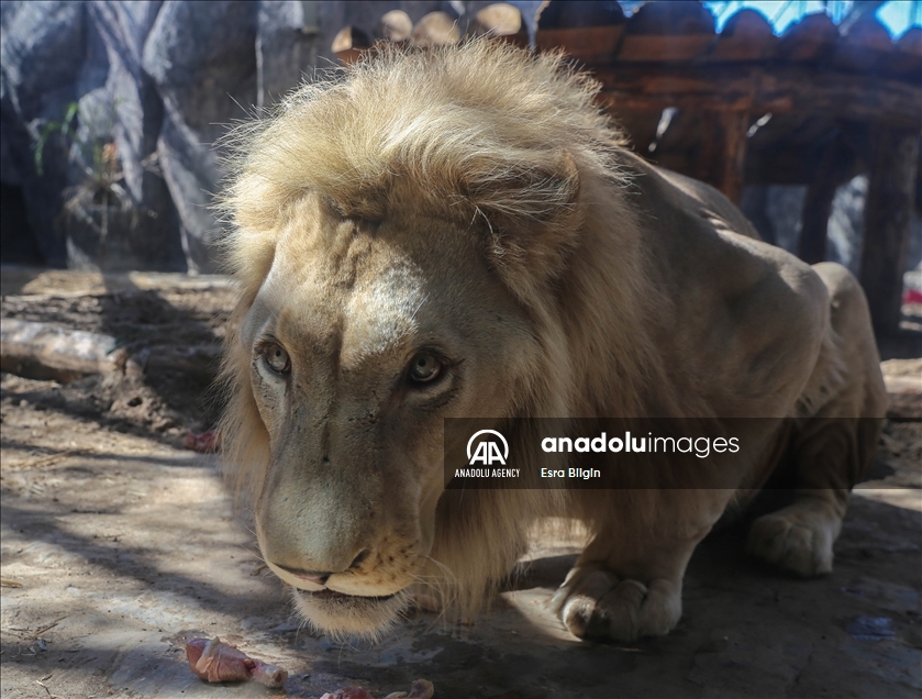 Organización advierte sobre el alarmante descenso en el número de leones salvajes africanos