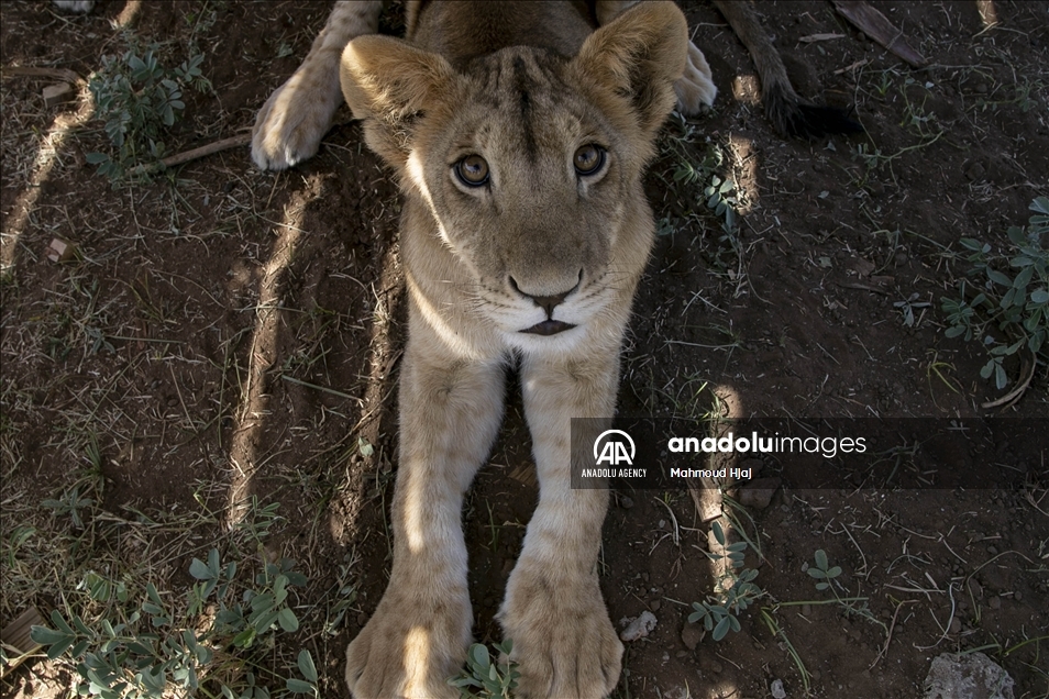 Organización advierte sobre el alarmante descenso en el número de leones salvajes africanos