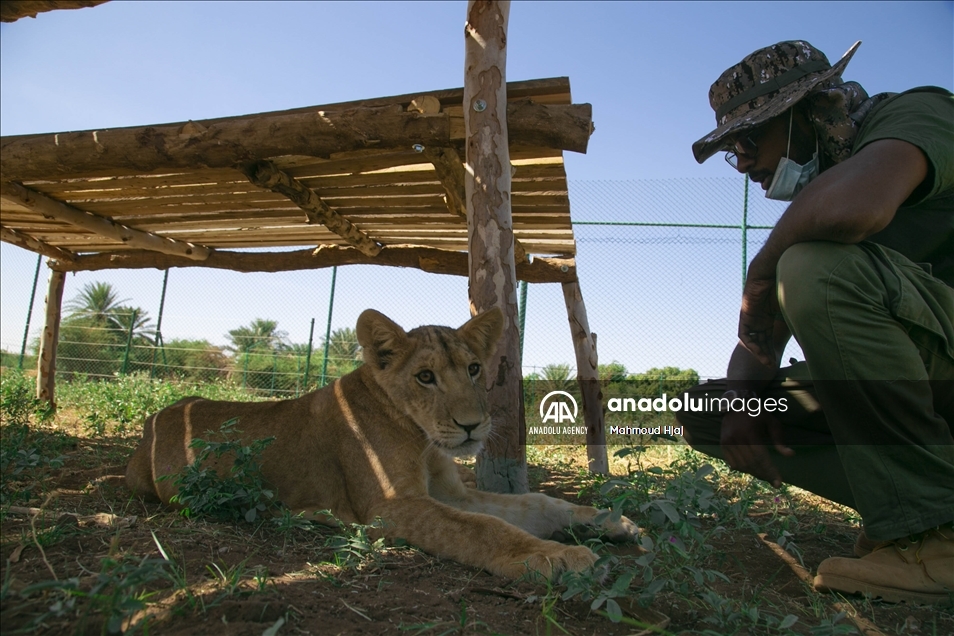 Organización advierte sobre el alarmante descenso en el número de leones salvajes africanos