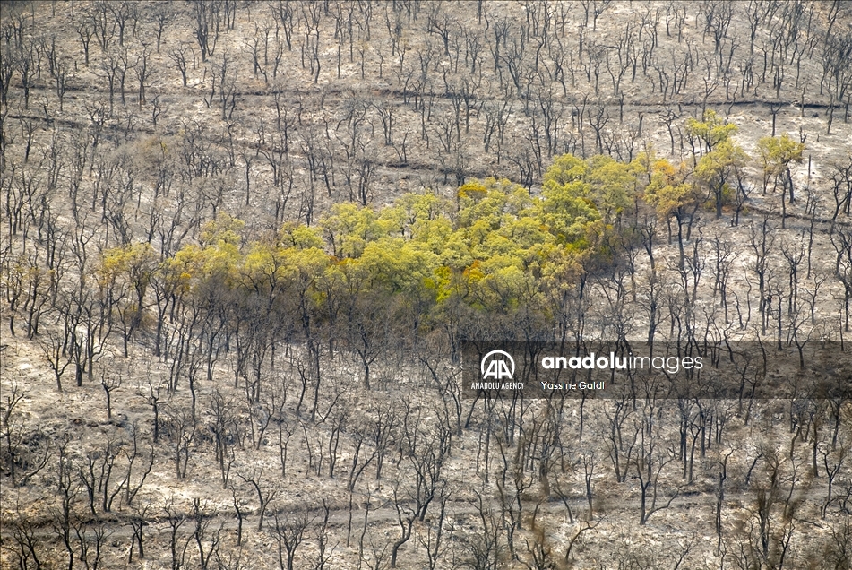 Tunisie: Les incendies de Bizerte et Jendouba ravagent 450 hectares de forêts