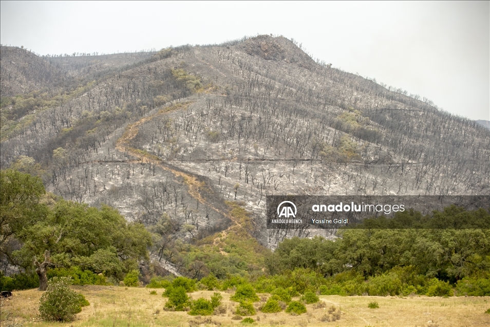 Tunisie: Les incendies de Bizerte et Jendouba ravagent 450 hectares de forêts