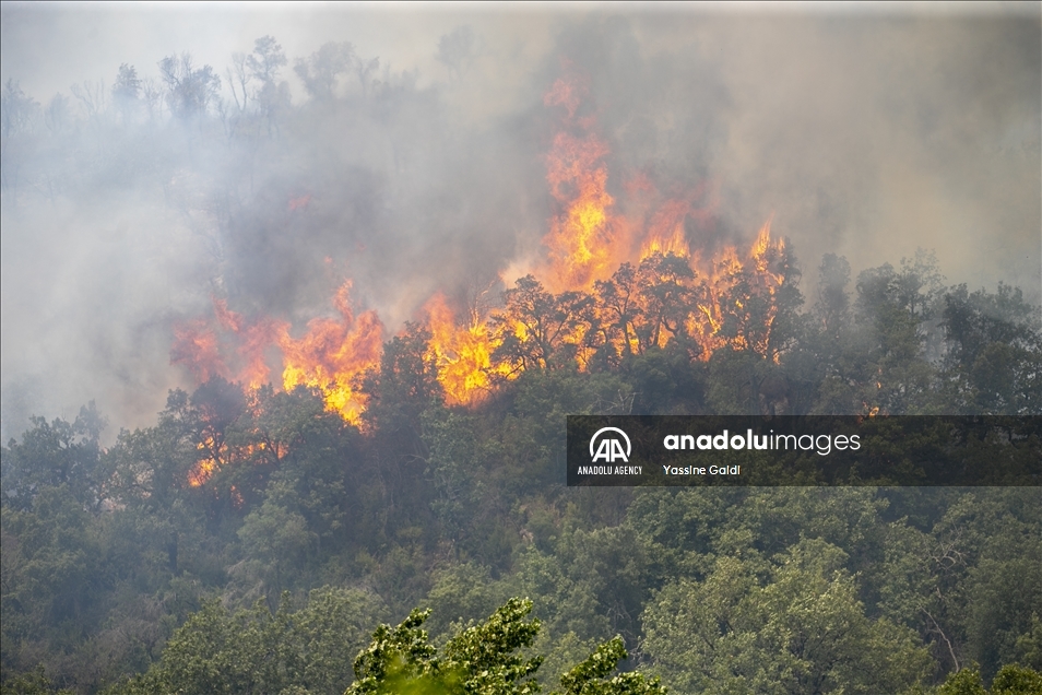 Tunisie: Les incendies de Bizerte et Jendouba ravagent 450 hectares de forêts