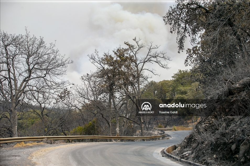 Tunisie: Les incendies de Bizerte et Jendouba ravagent 450 hectares de forêts