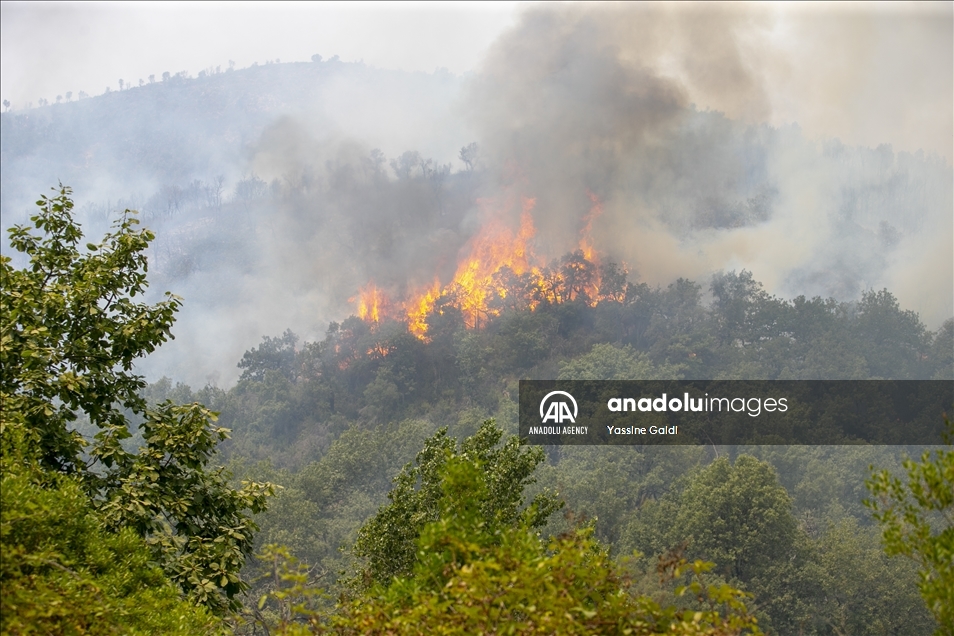 Tunisie: Les incendies de Bizerte et Jendouba ravagent 450 hectares de forêts