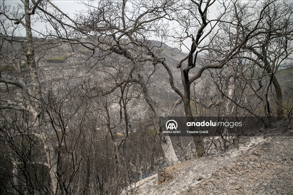 Tunisie: Les incendies de Bizerte et Jendouba ravagent 450 hectares de forêts