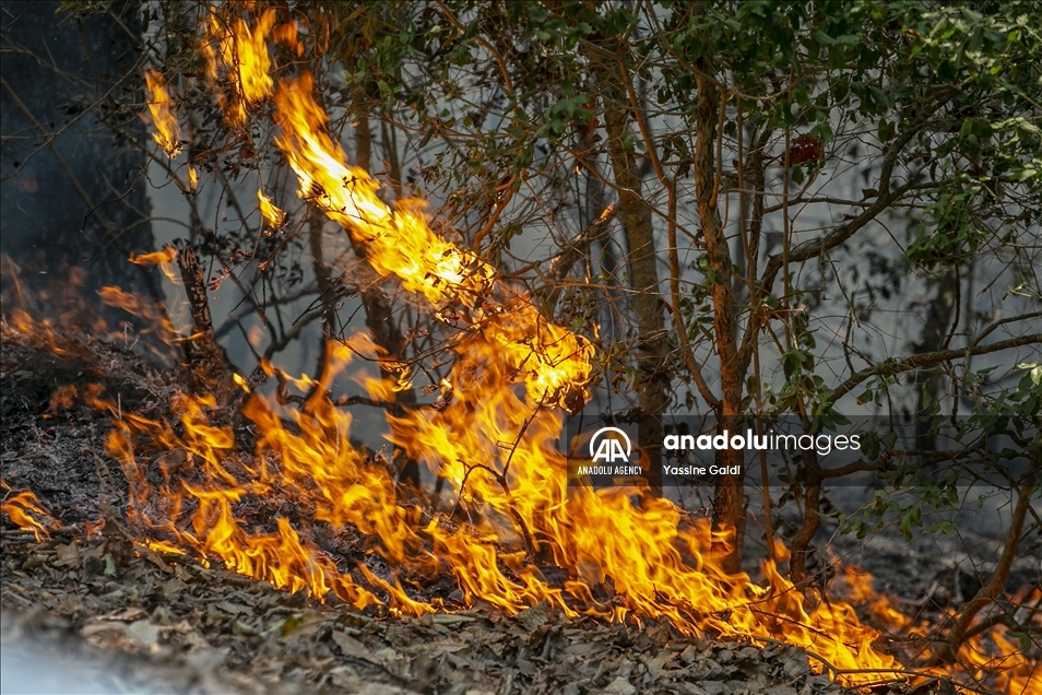 Tunisie: Les incendies de Bizerte et Jendouba ravagent 450 hectares de forêts