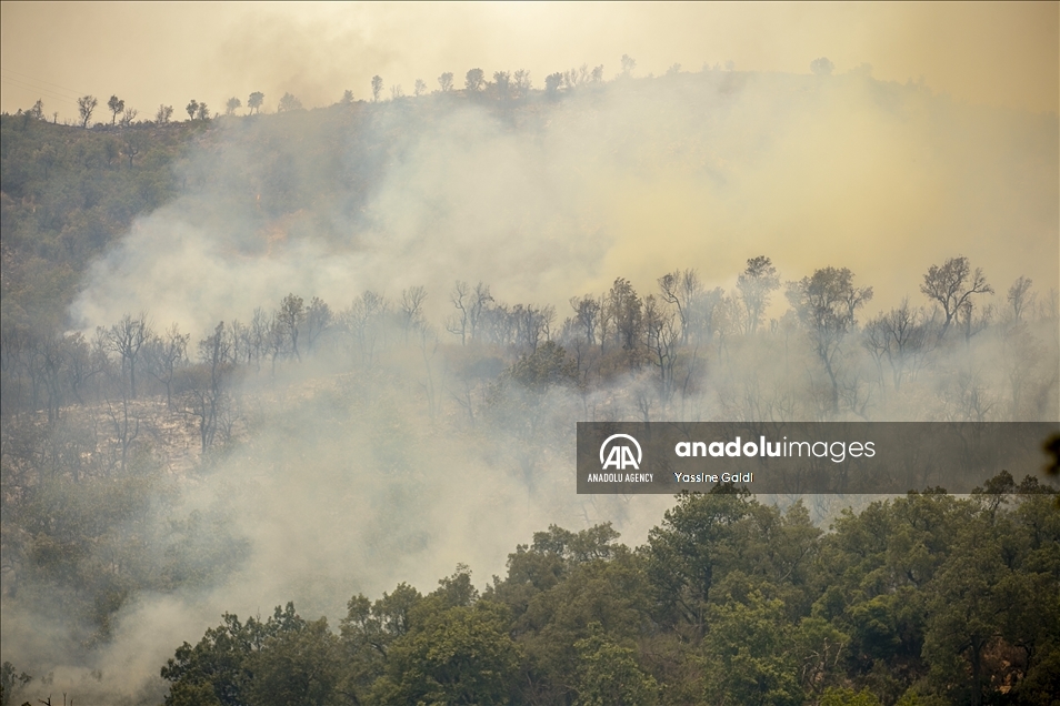 Tunisie: Les incendies de Bizerte et Jendouba ravagent 450 hectares de forêts
