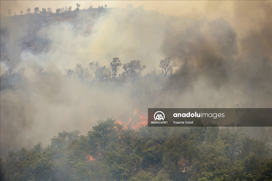 Tunisie: Les incendies de Bizerte et Jendouba ravagent 450 hectares de forêts
