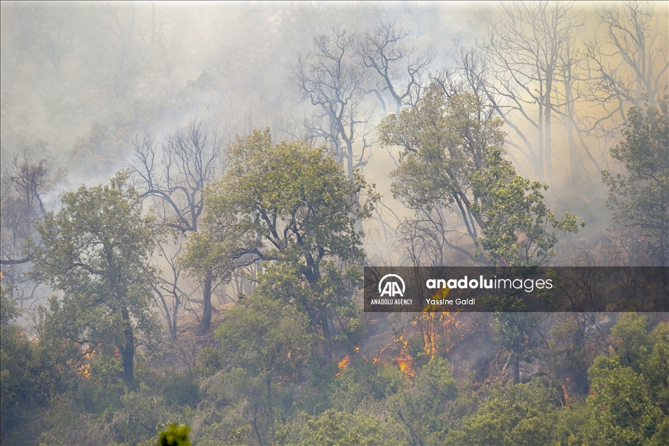 Tunisie: Les incendies de Bizerte et Jendouba ravagent 450 hectares de forêts