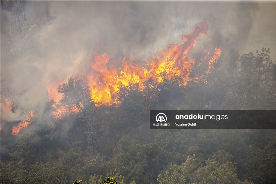 Tunisie: Les incendies de Bizerte et Jendouba ravagent 450 hectares de forêts