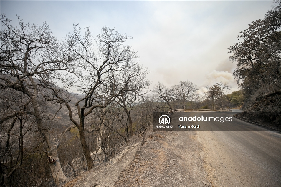 Tunisie: Les incendies de Bizerte et Jendouba ravagent 450 hectares de forêts