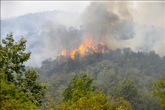 Tunisie: Les incendies de Bizerte et Jendouba ravagent 450 hectares de forêts