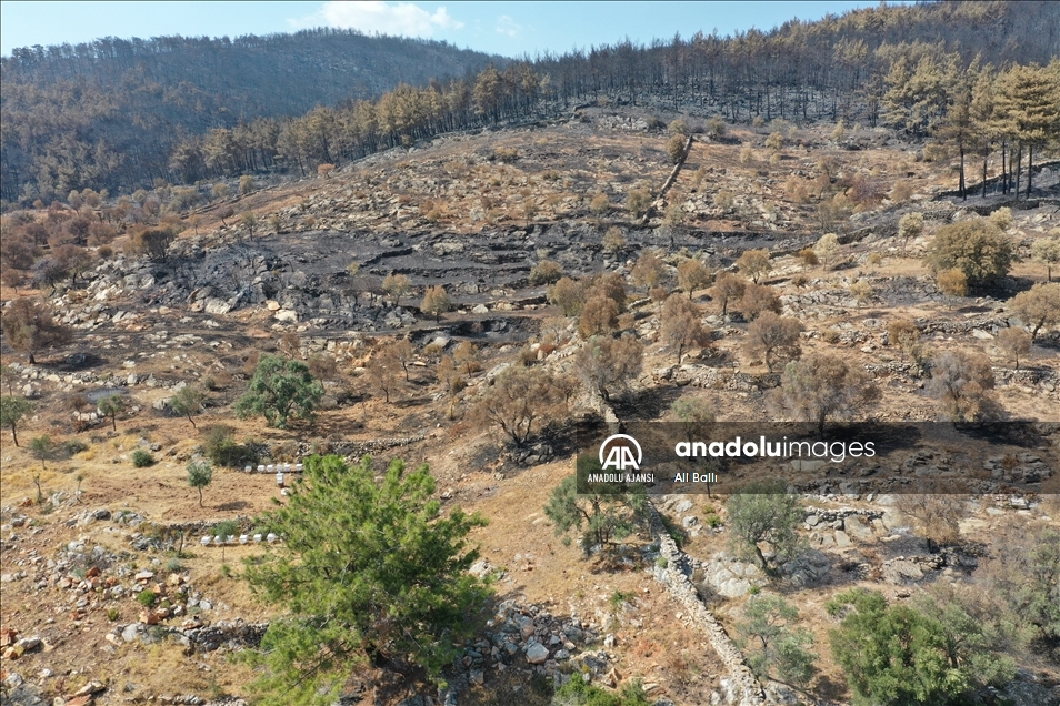 Bodrum ve Milas'ta üreticiler yangınlar nedeniyle zeytinliklerinin zarar görmesinin üzüntüsünü yaşıyor
