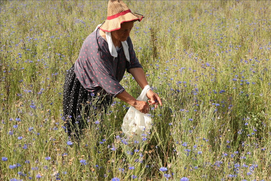 Arnavutluk'un 'çiçek açan' endüstrisi: Tıbbi ve aromatik bitkiler