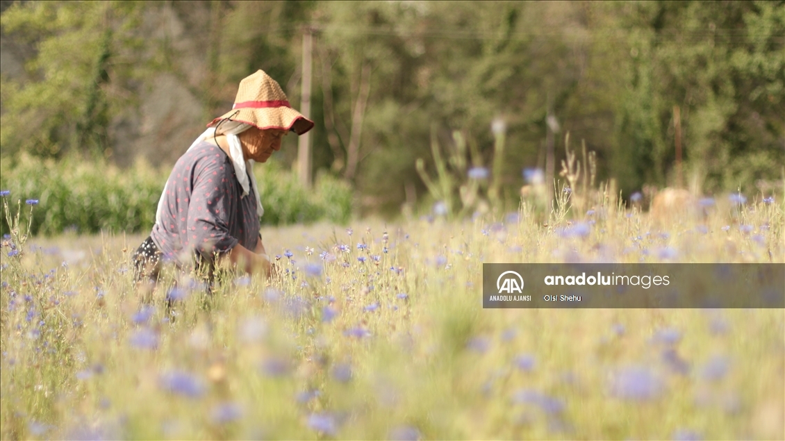 Arnavutluk'un 'çiçek açan' endüstrisi: Tıbbi ve aromatik bitkiler